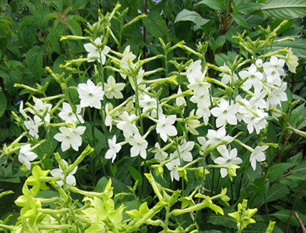 Margaret Furlong-Nicotiana