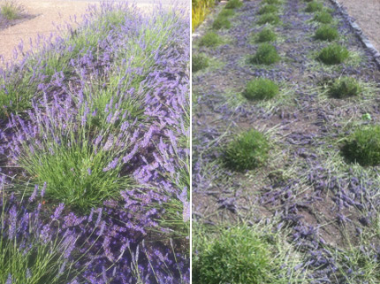 trim back lavendar every year